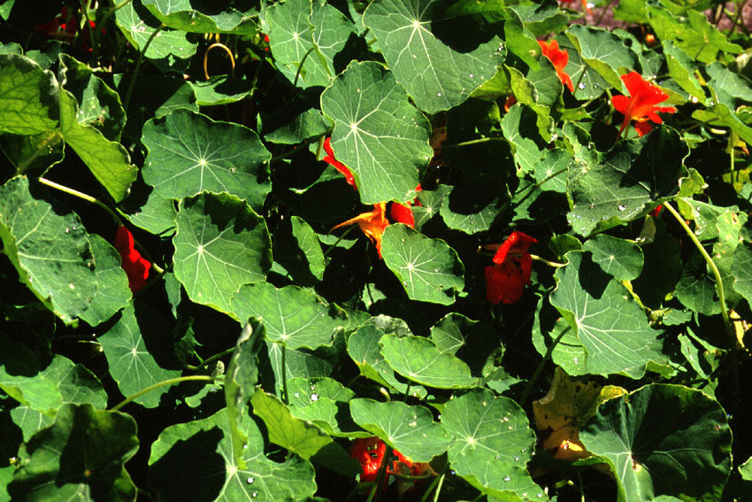 Indian Cress