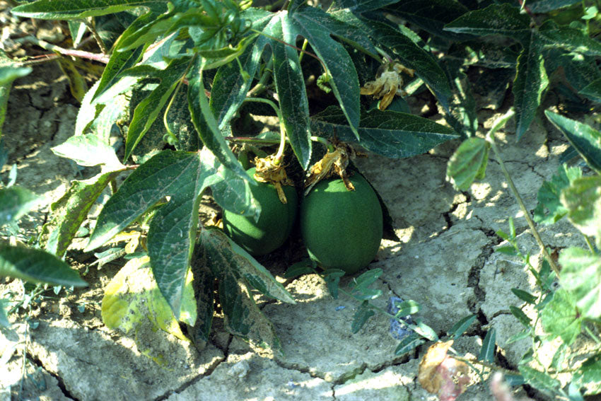 Passiflora incarnata