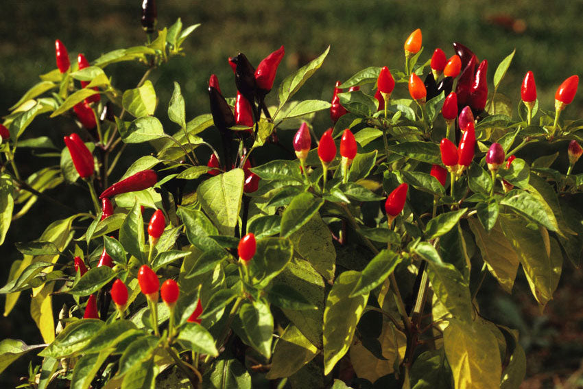 Peperoncino