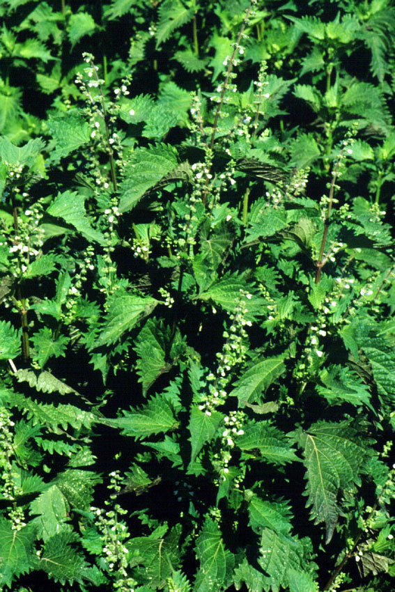 Perilla