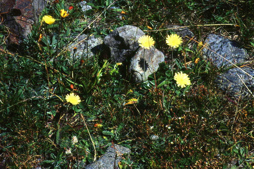 Pilosella