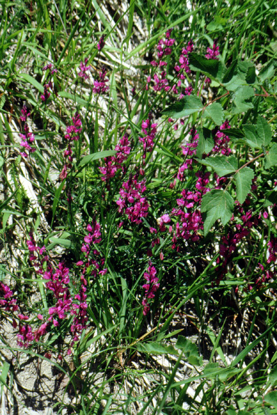 Poligala