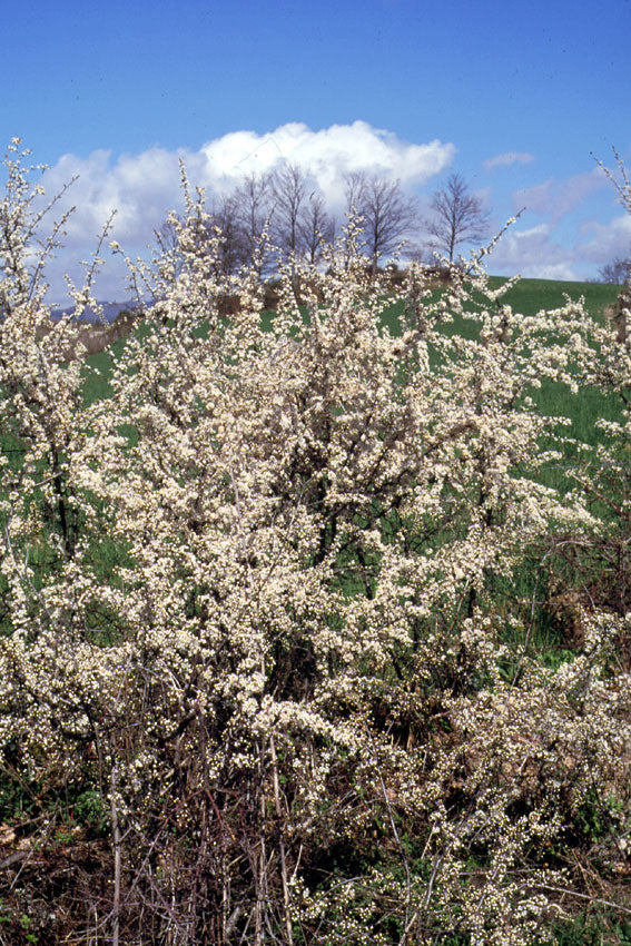 Prugnolo