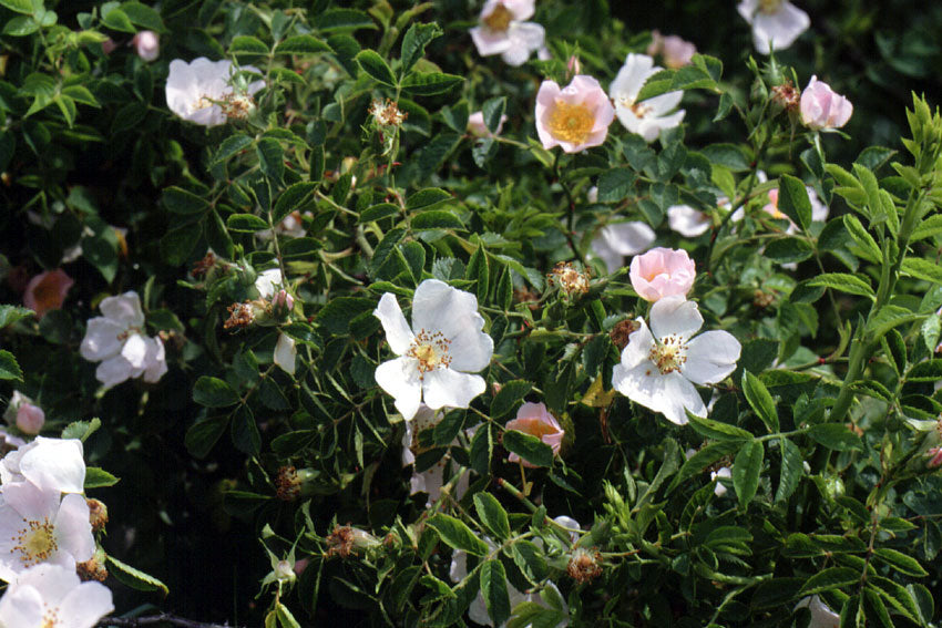 Rosa canina