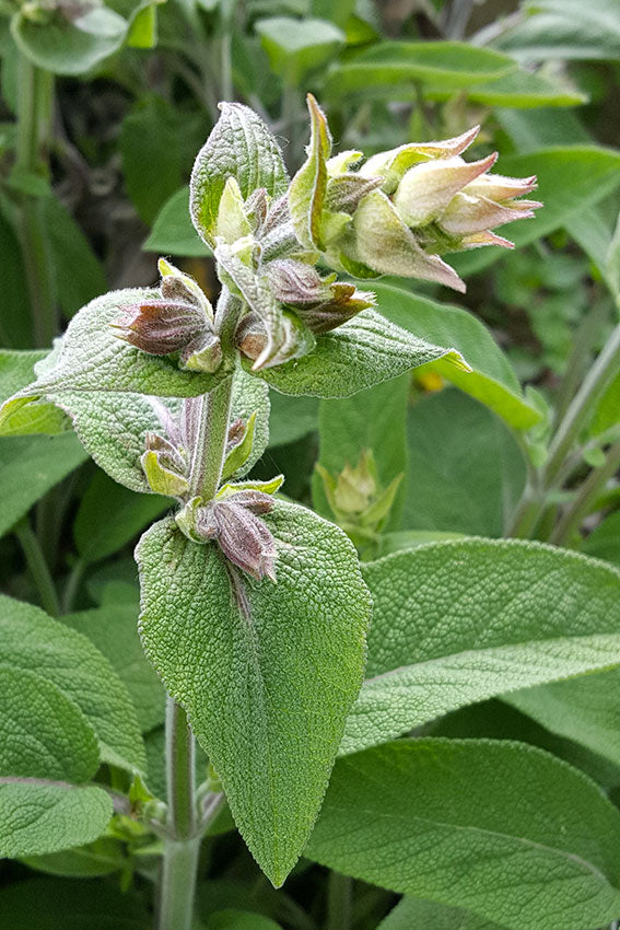 Salvia
