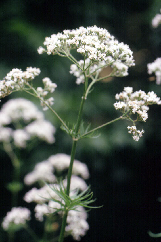 Valerian
