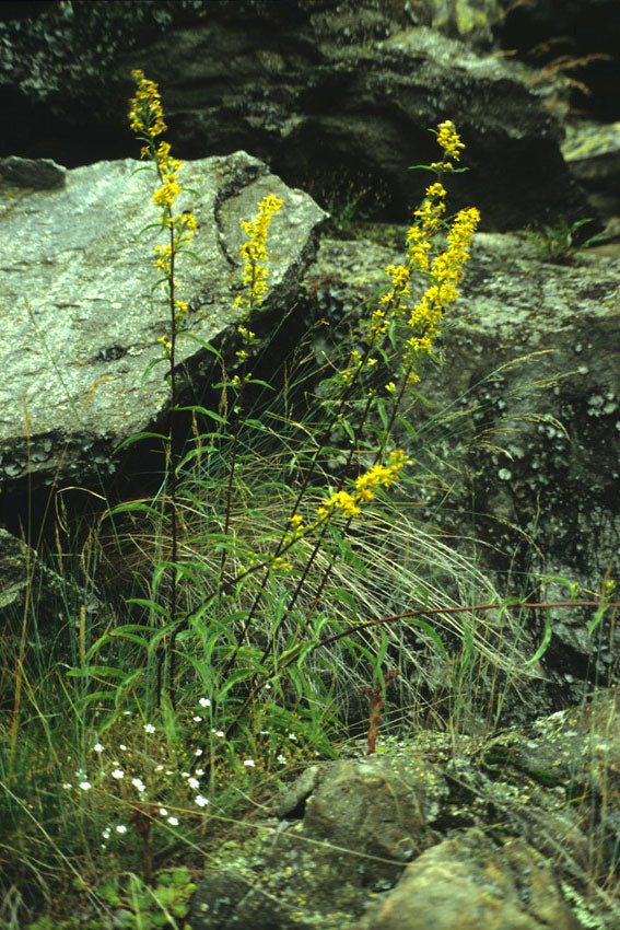 Verga d'oro