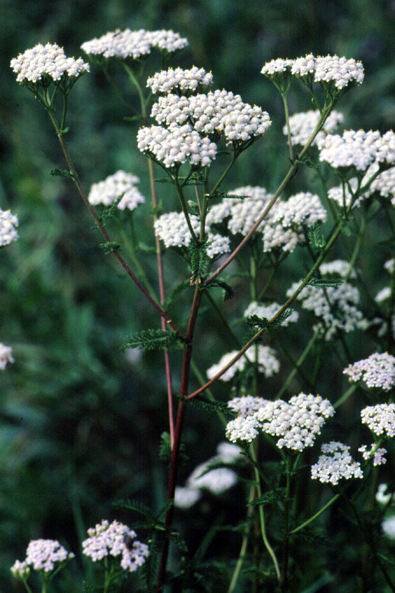 Achillea
