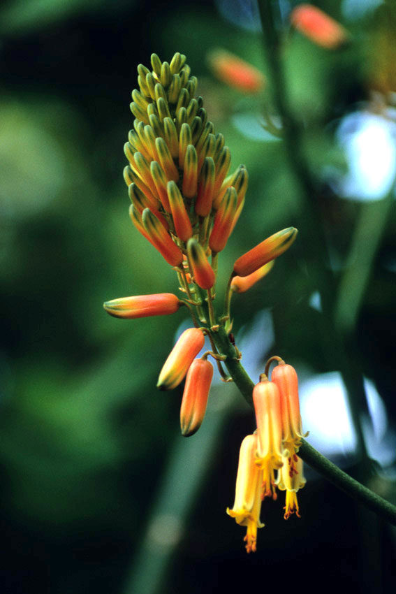Aloe del Capo