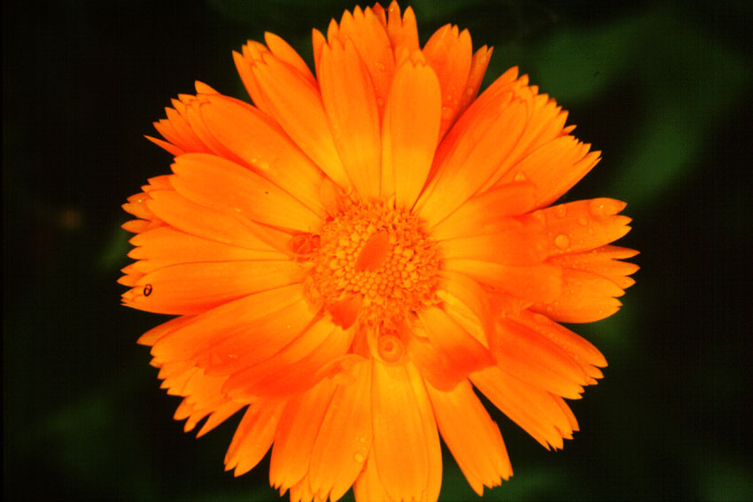 Calendula