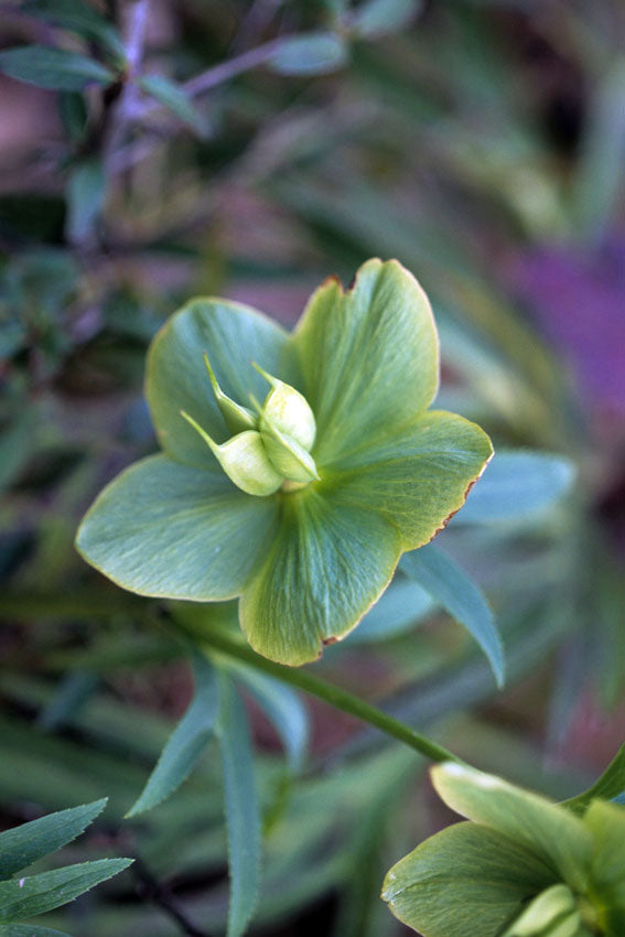 Elleboro verde