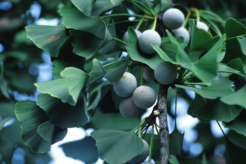 Ginkgo