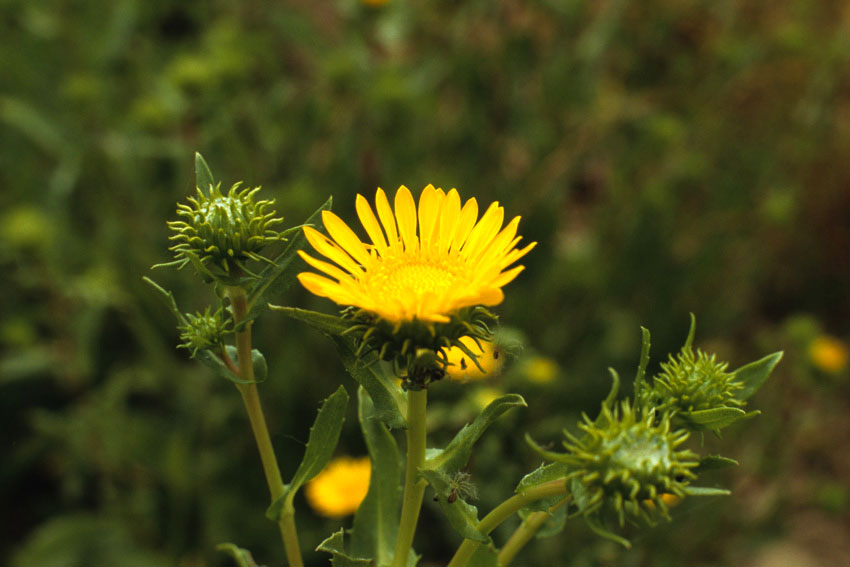 Grindelia