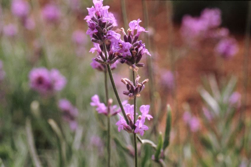 Lavanda