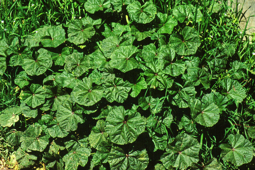 Malva