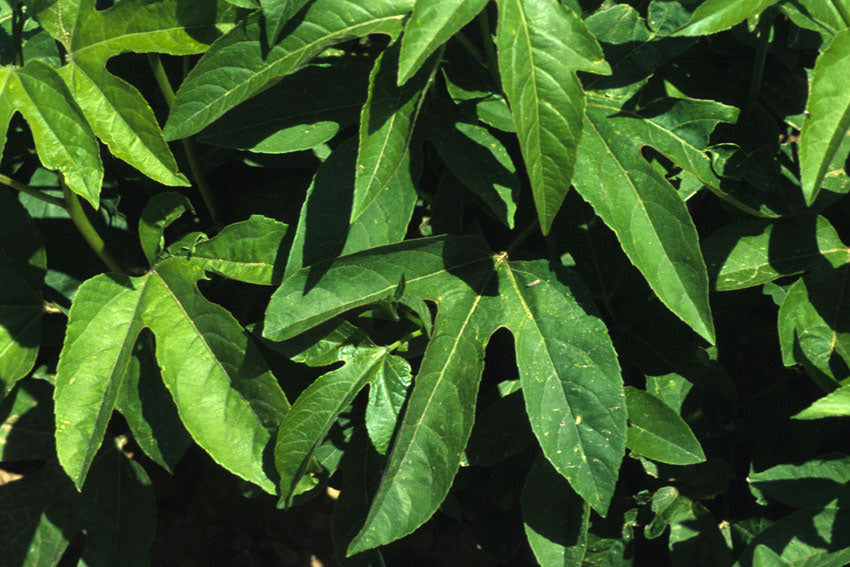 Passiflora incarnata