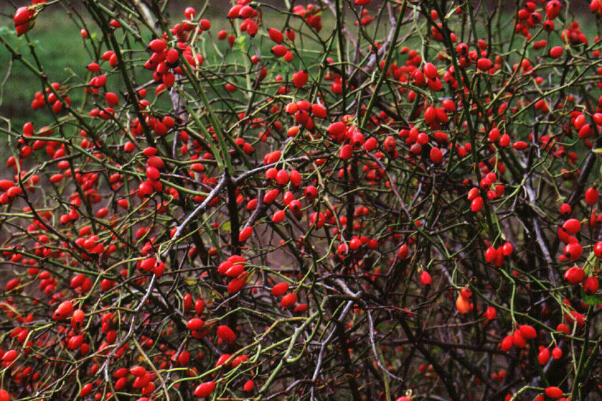Rosa canina