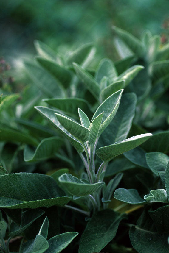 Salvia