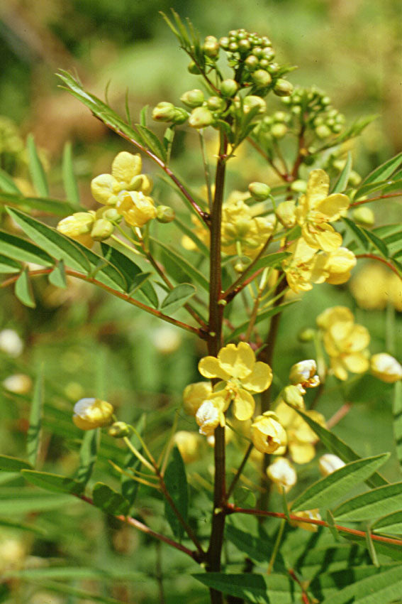 Senna