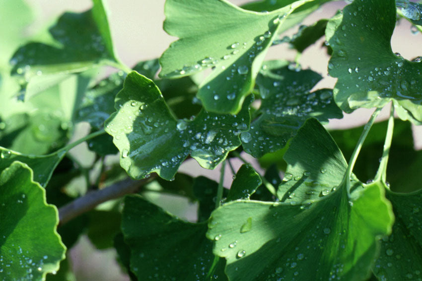 Ginkgo