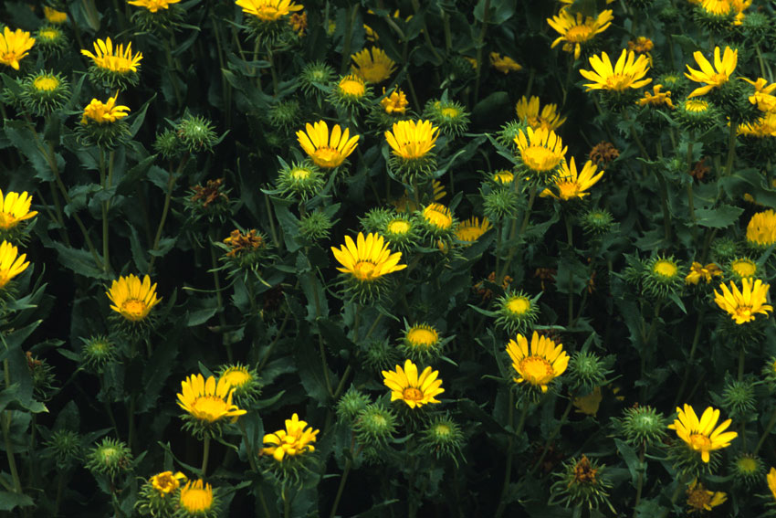 Grindelia