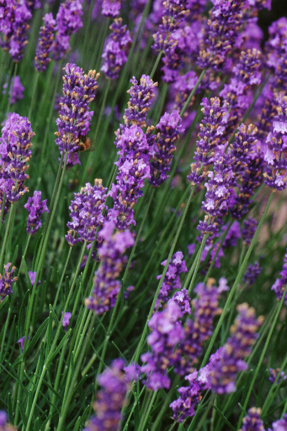 Lavanda