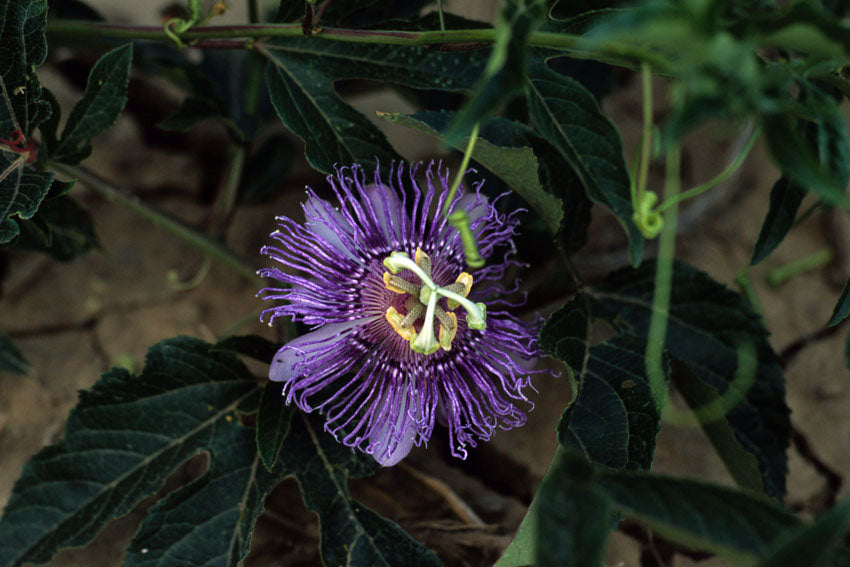 Passiflora incarnata