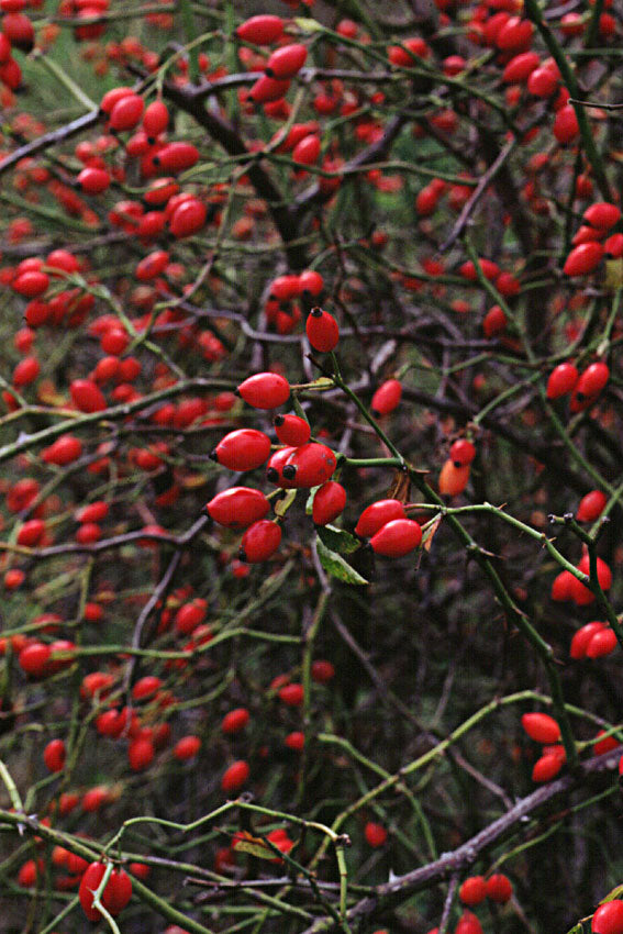 Rosa canina