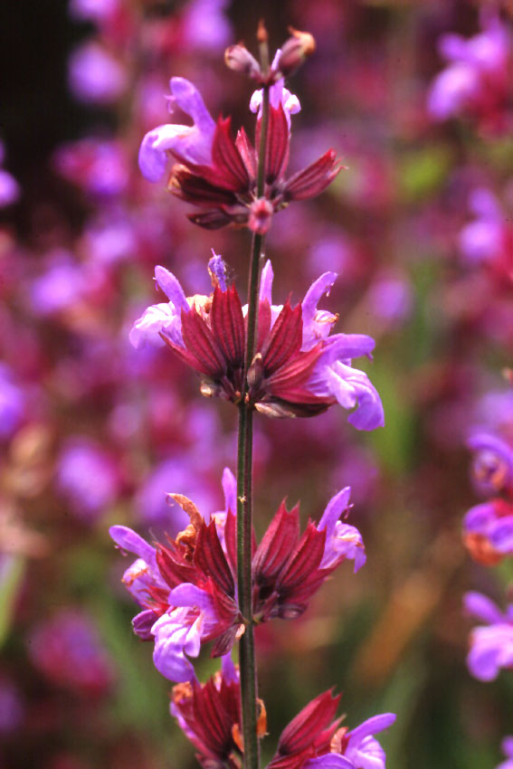 Salvia
