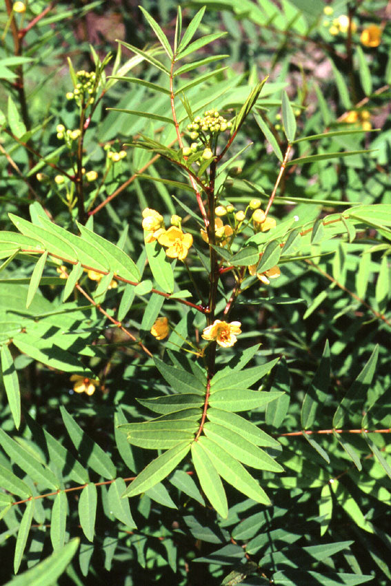 Senna