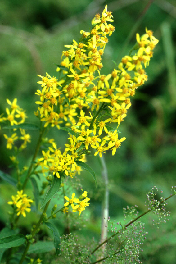 Verga d'oro