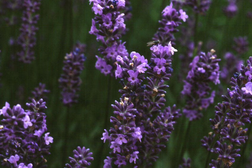 Lavanda