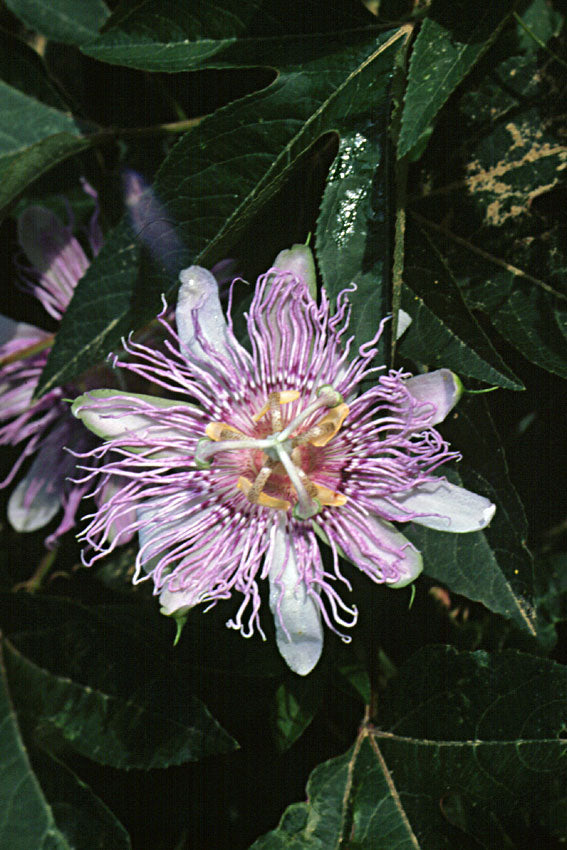 Passiflora incarnata