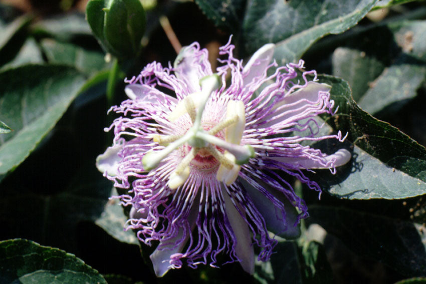 Passiflora incarnata