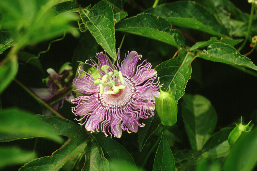 Passiflora incarnata